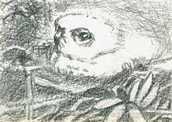 "Red-Tailed Hawk's First Chomp" by Mary Lou Lindroth, Rockton Illinois - Pencil - SOLD